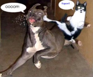 cat kicking dog