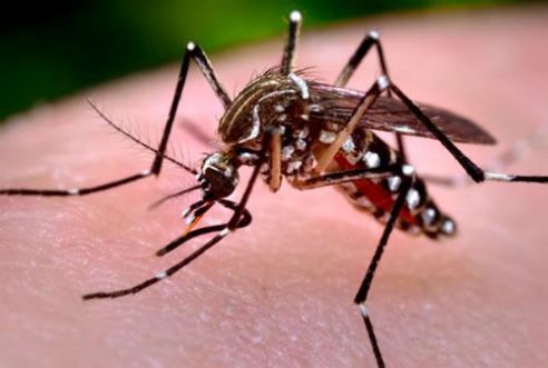 The Zika Virus and the Problem of Human Existence