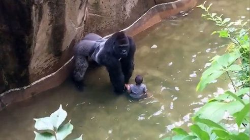 Gorillas in the Zoo with Tripp York